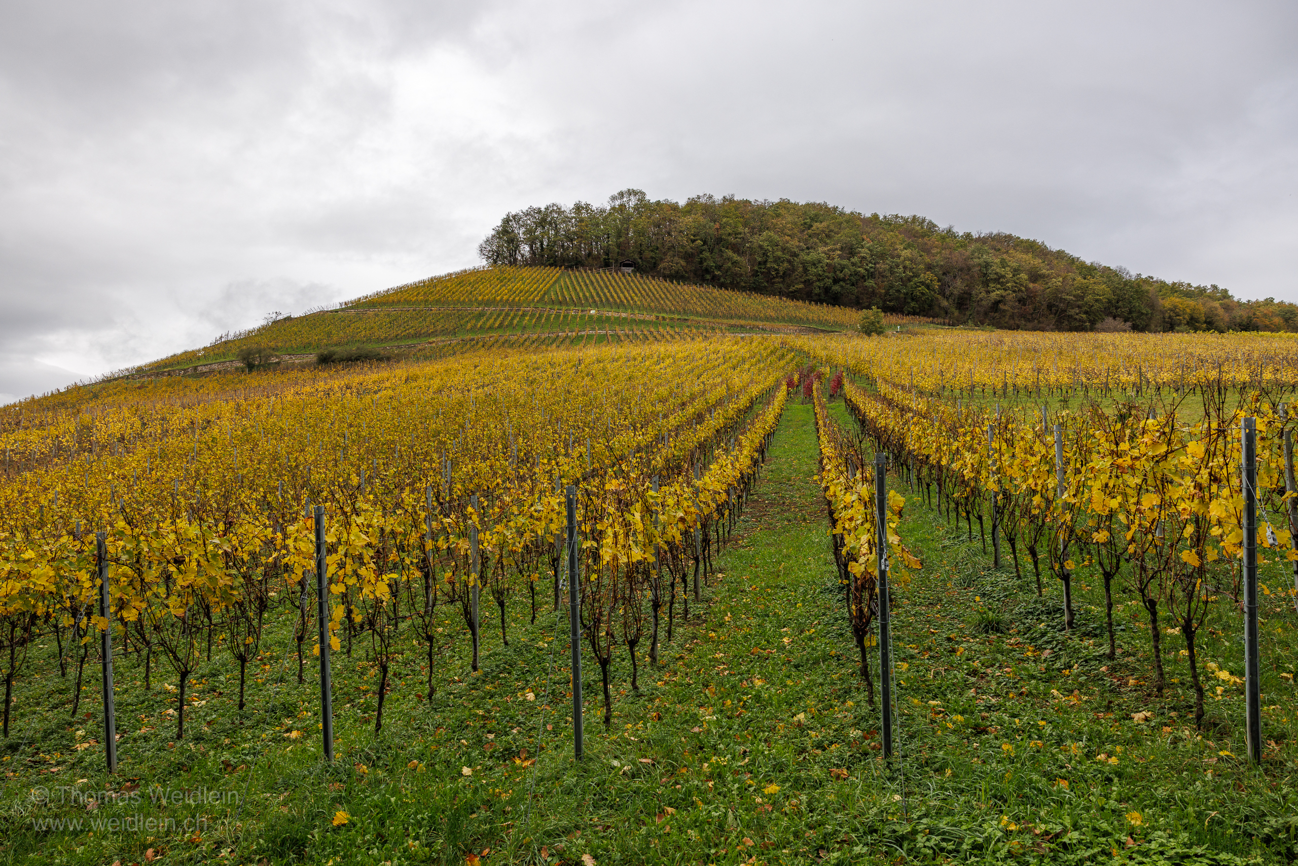 Sulzburg 1
