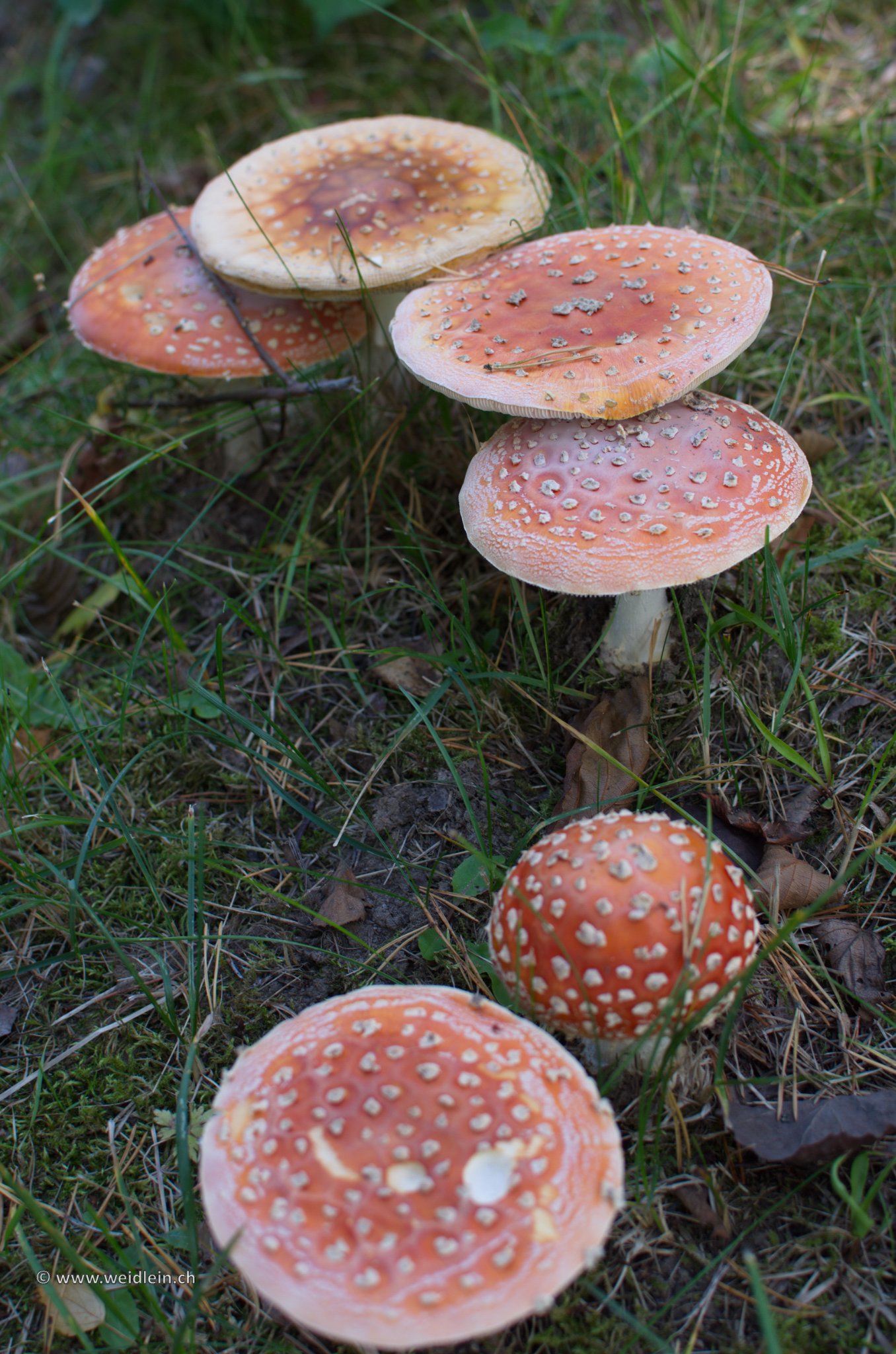 2013 Sweden 07