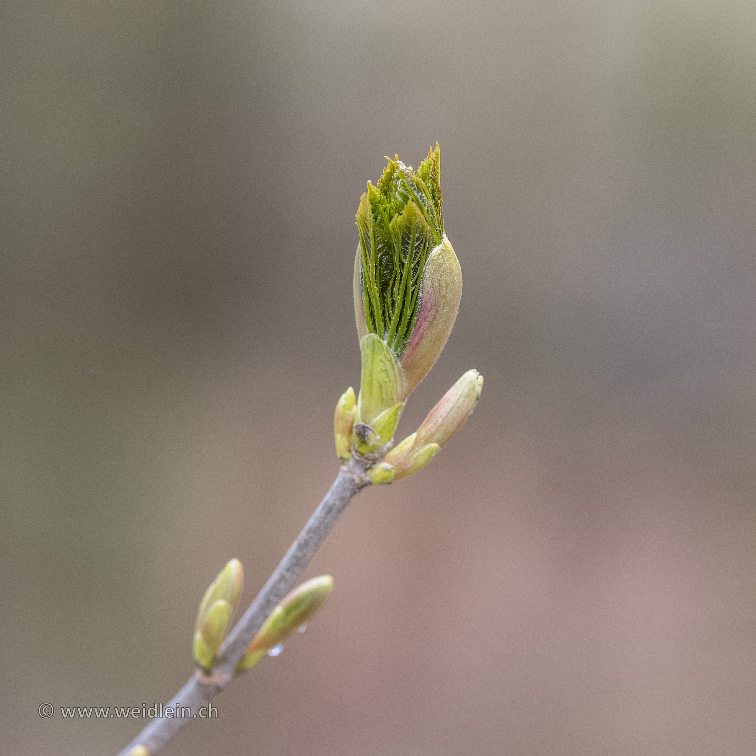 New life