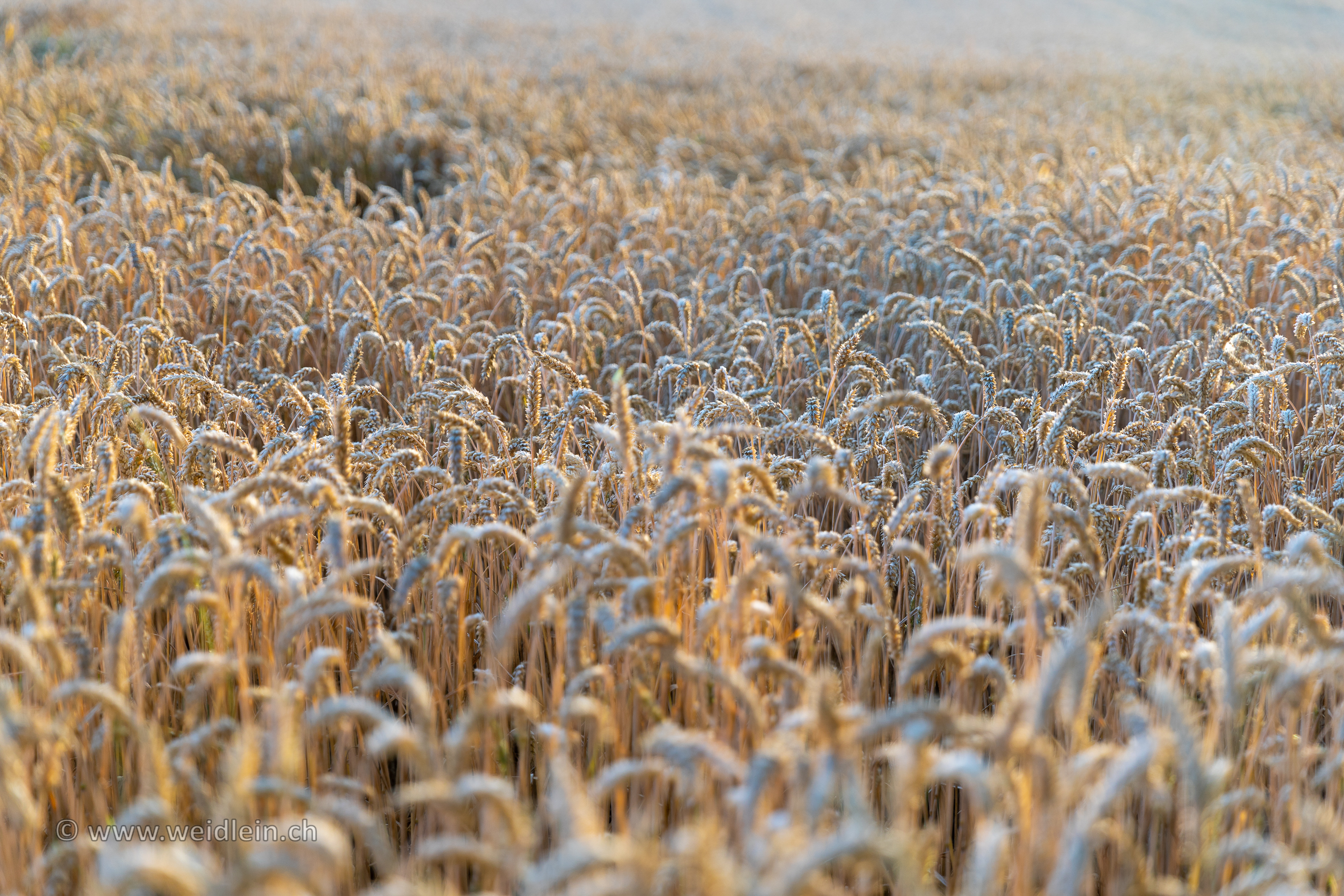 Harvest Time 1