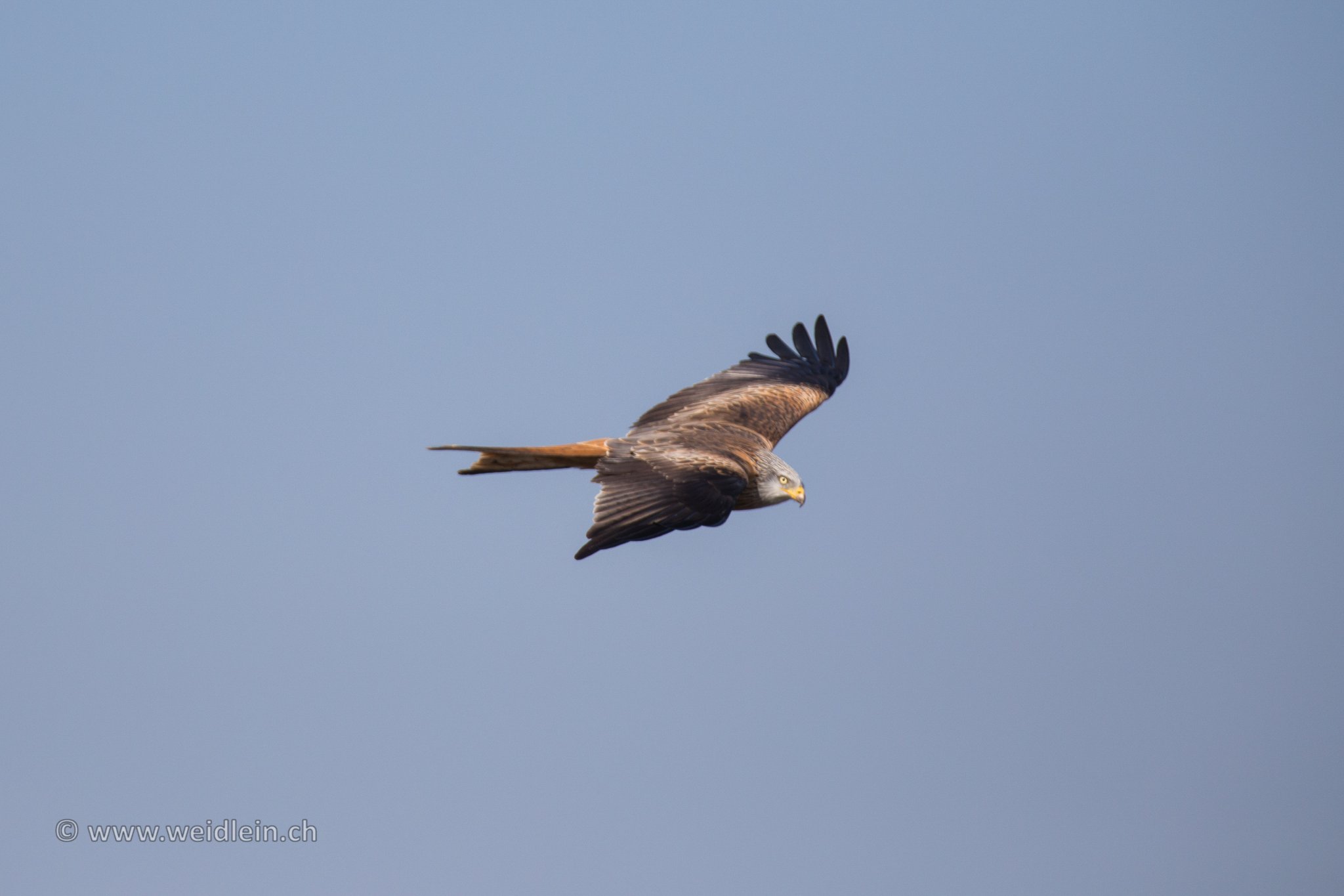 Red Kite