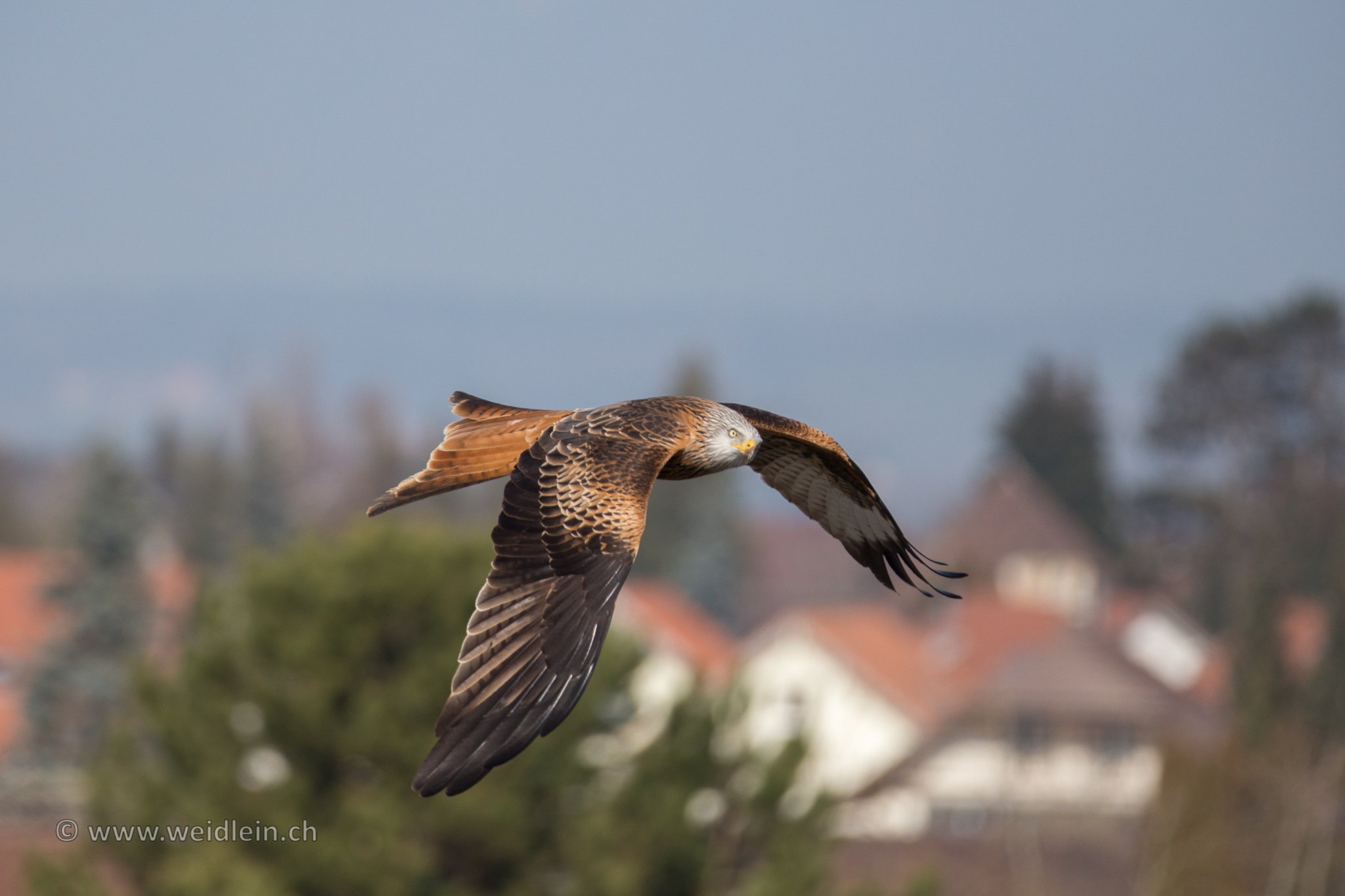 Red Kite