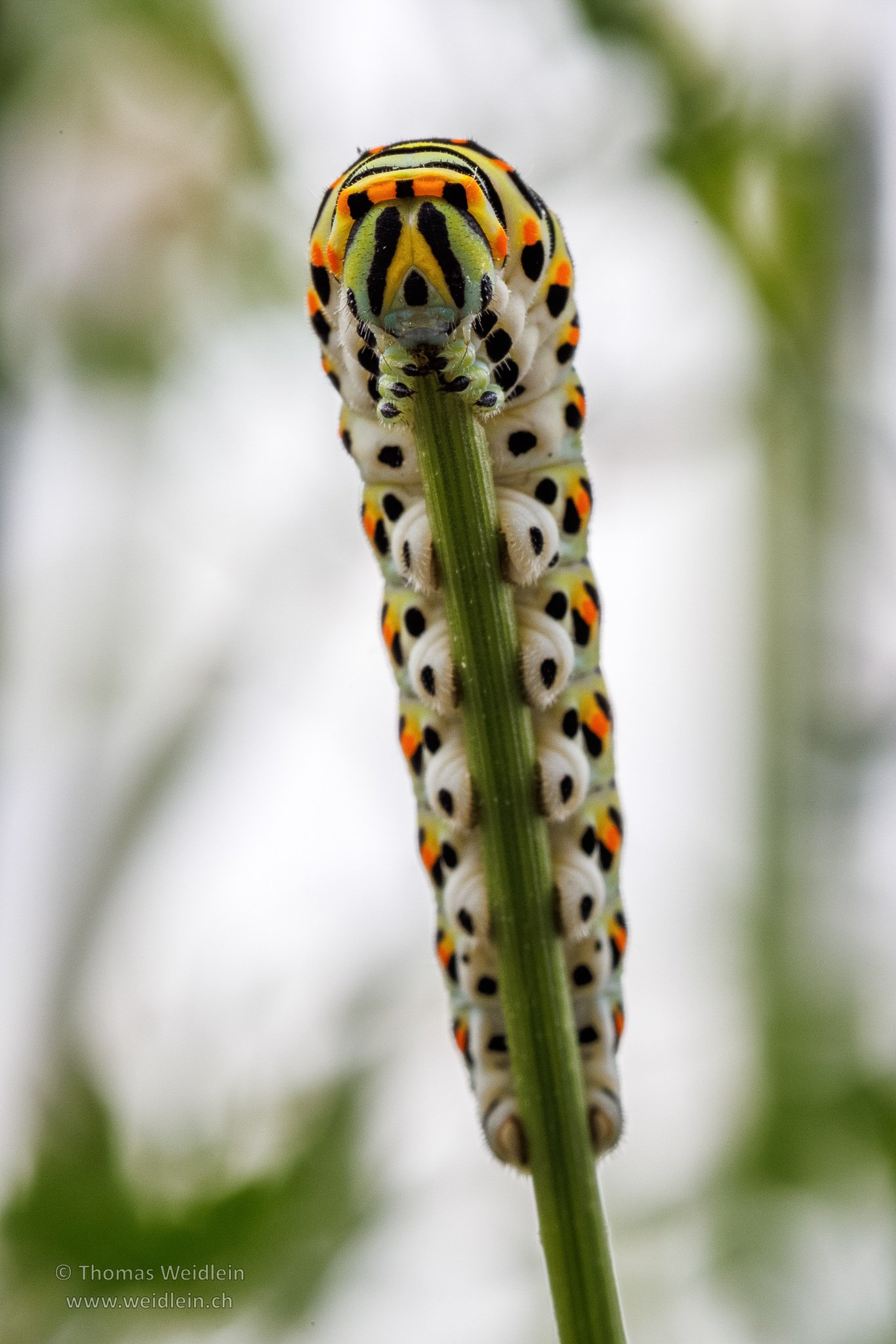 Raupe - Caterpillar