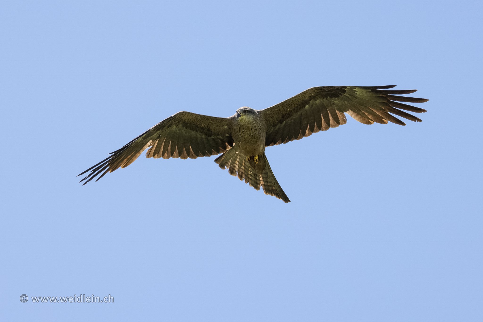 Black.Kite 1