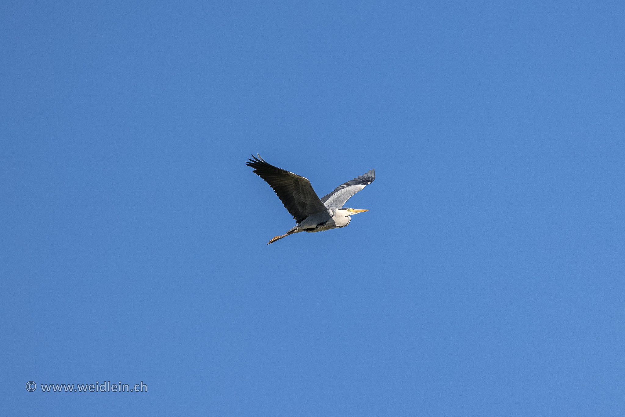 Grey.Heron 1