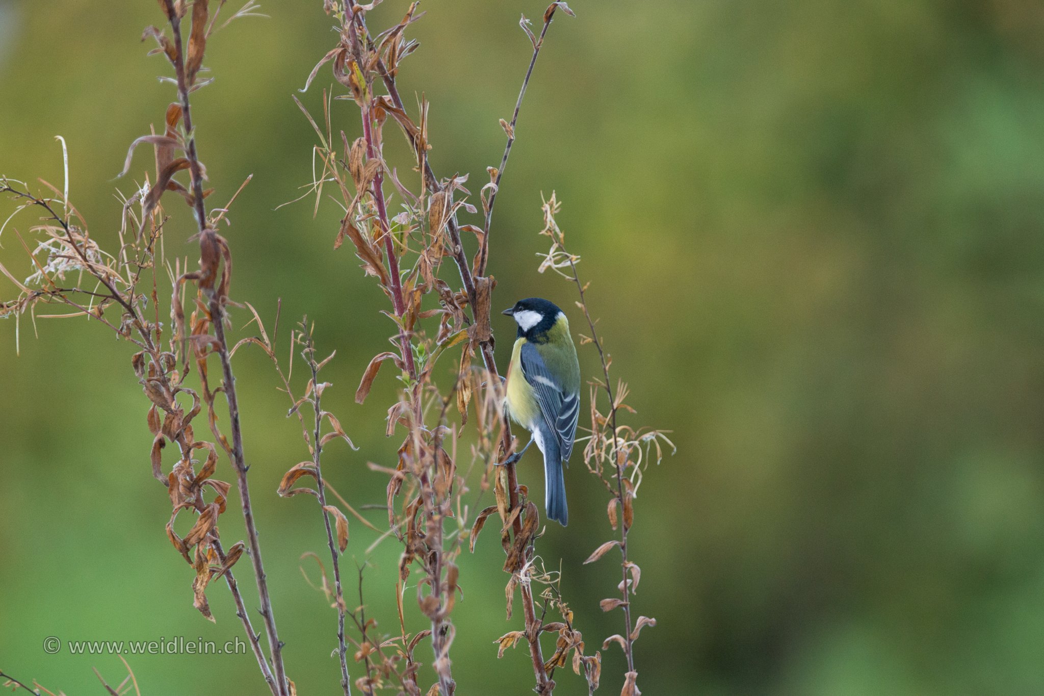Blue Tit