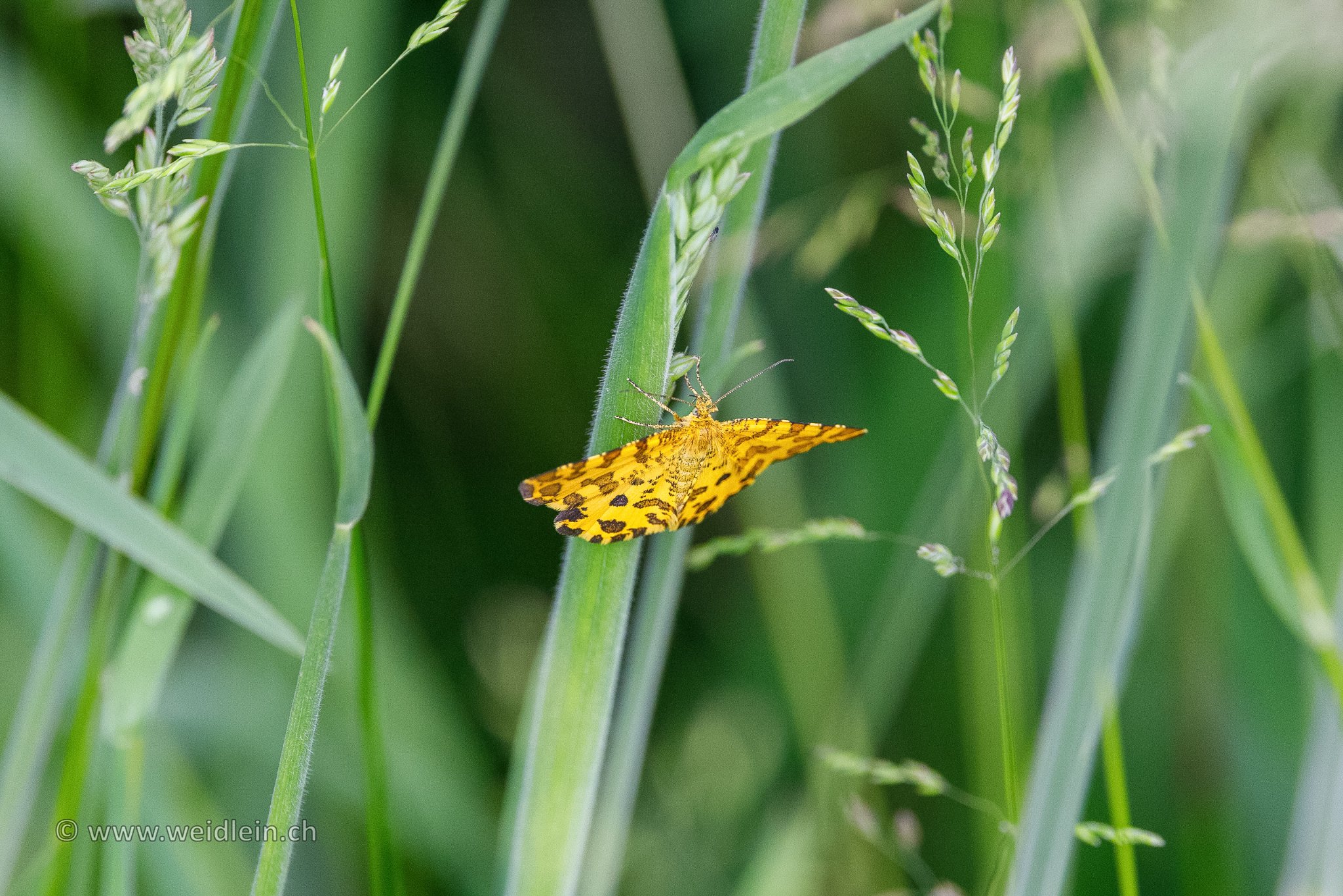 Pantherspanner (speckled yellow moth)