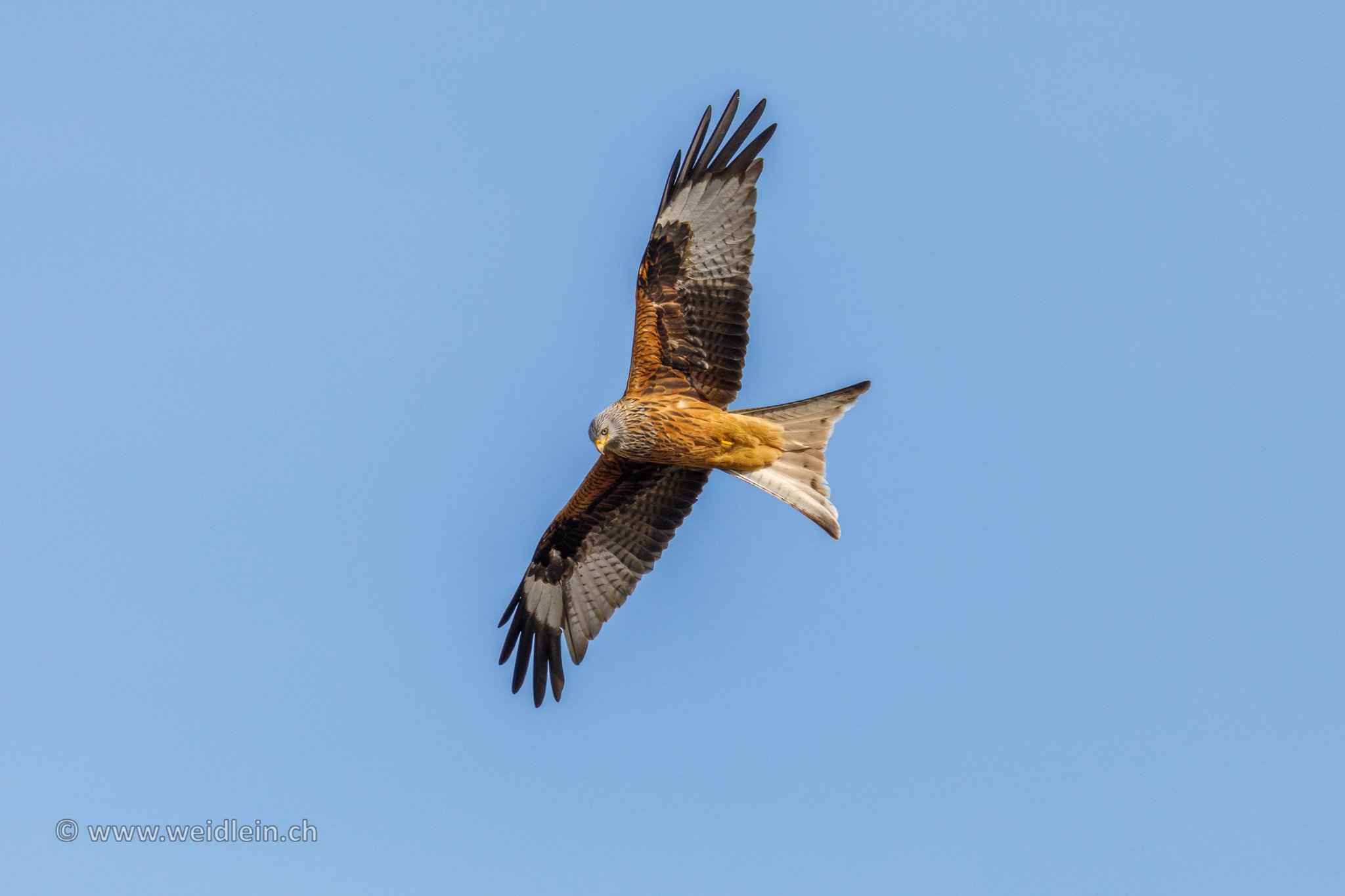 Red Kite soaring
