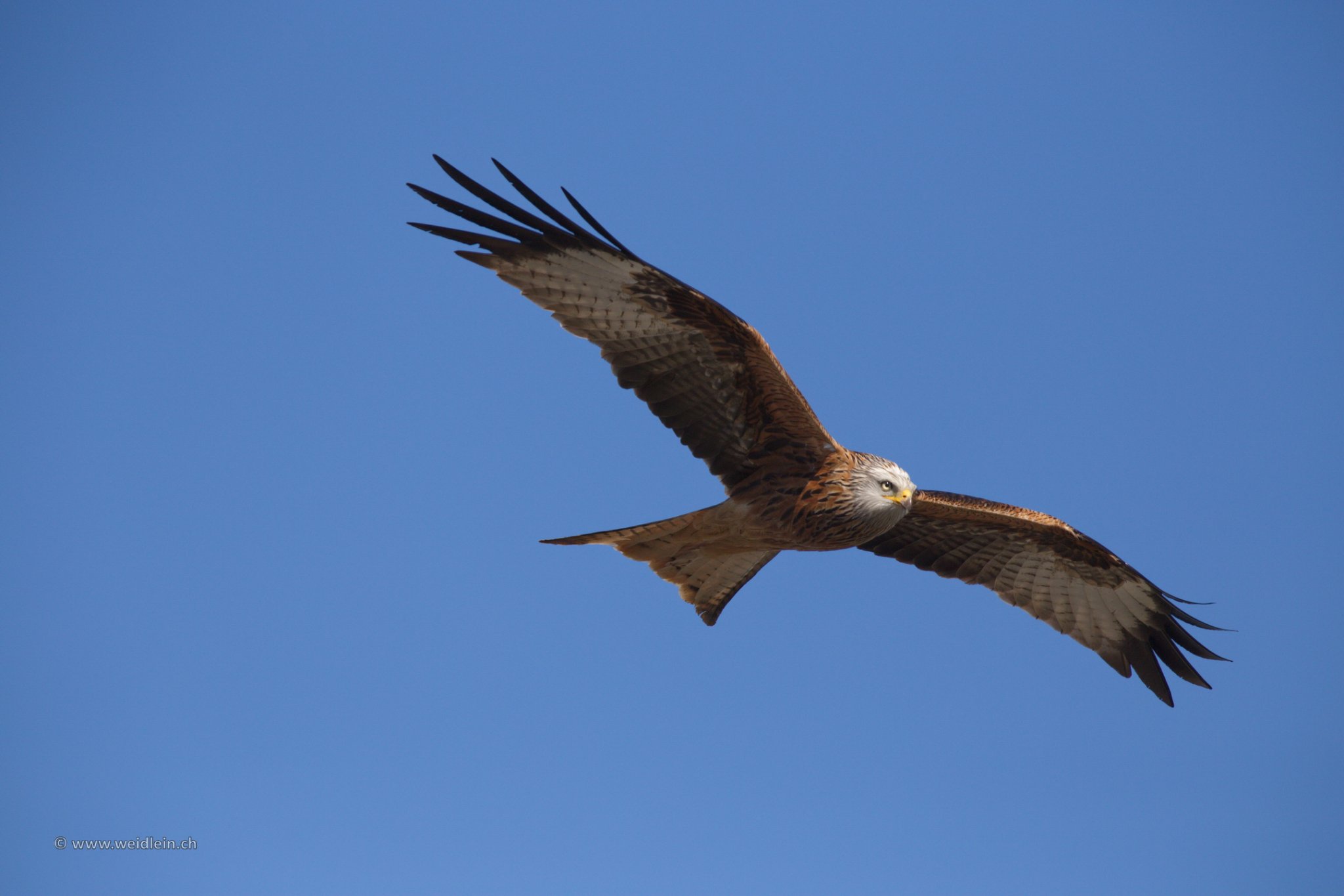 Red Kite3