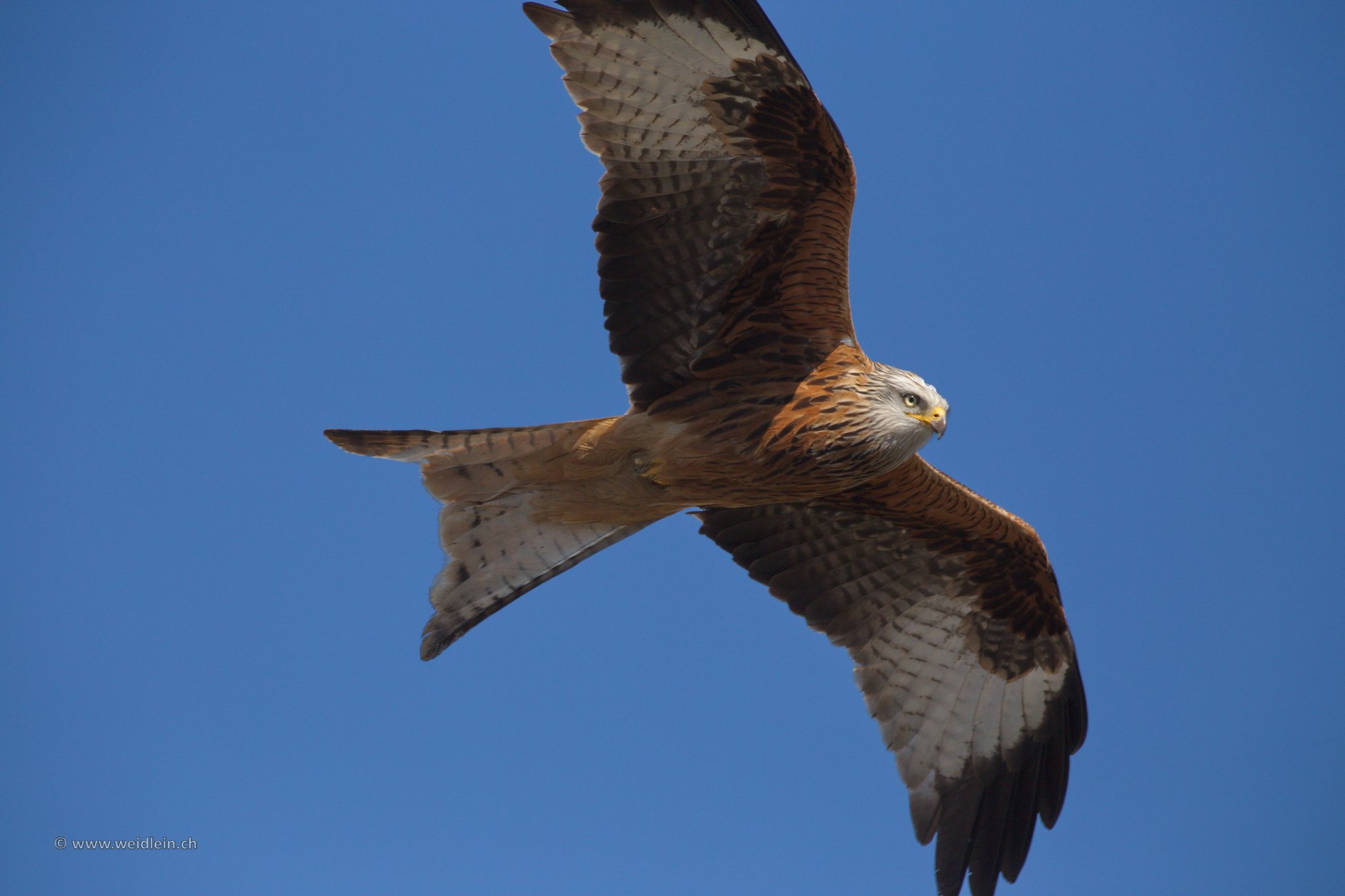 Red Kite4