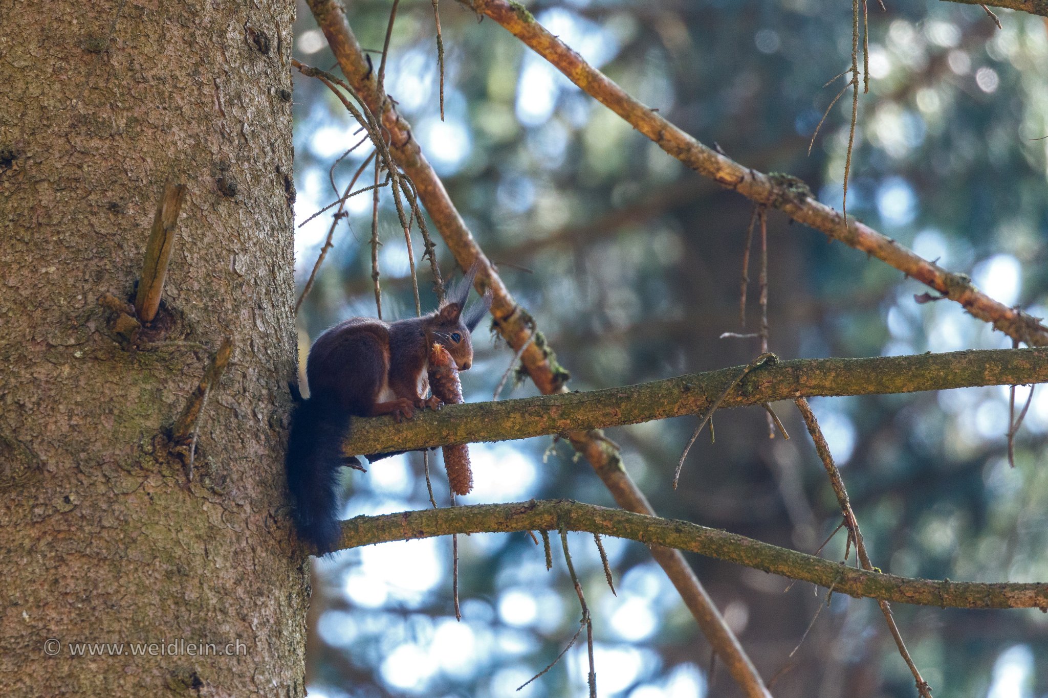 Squirrel with a fir cone