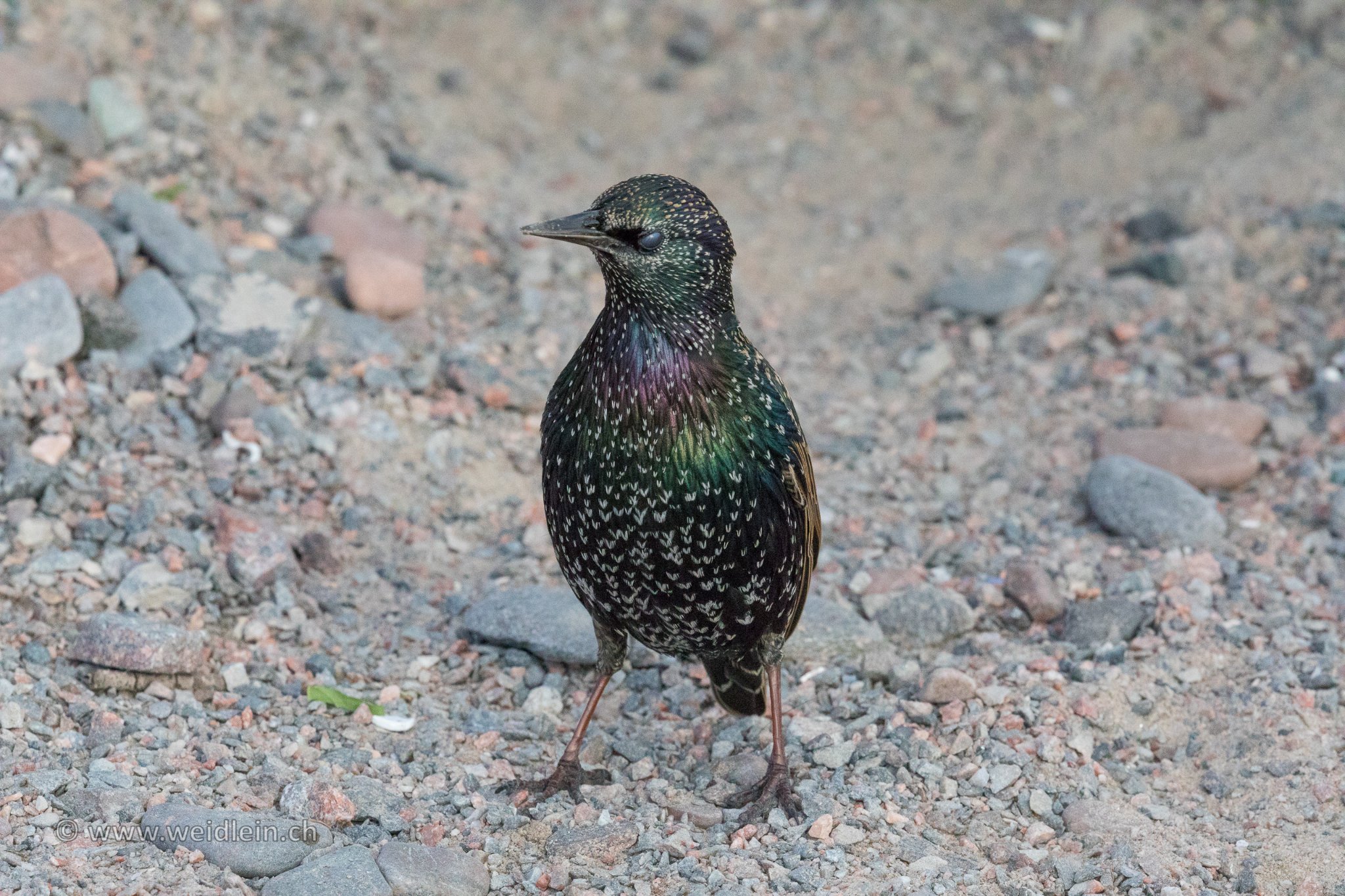 Starling