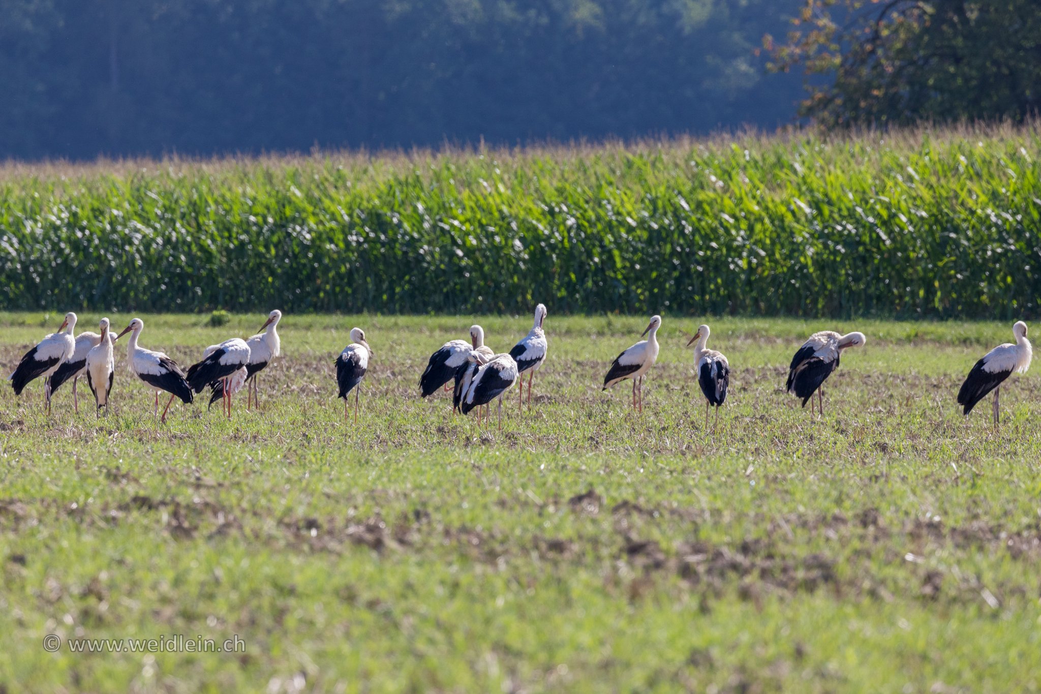 Storch 3
