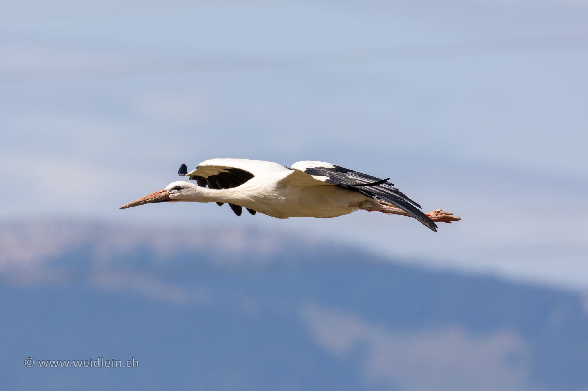 Storch