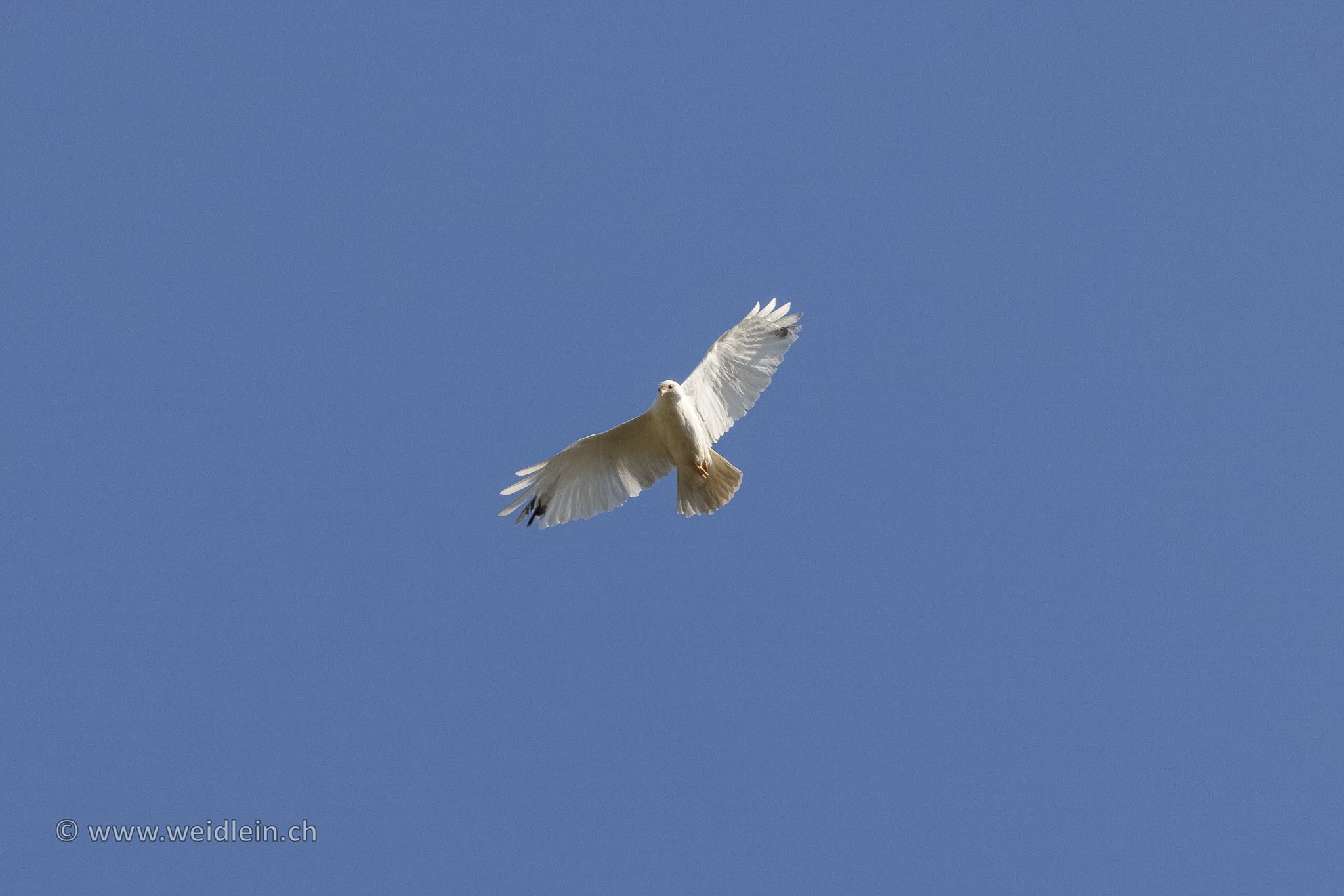 White.Buzzard 2