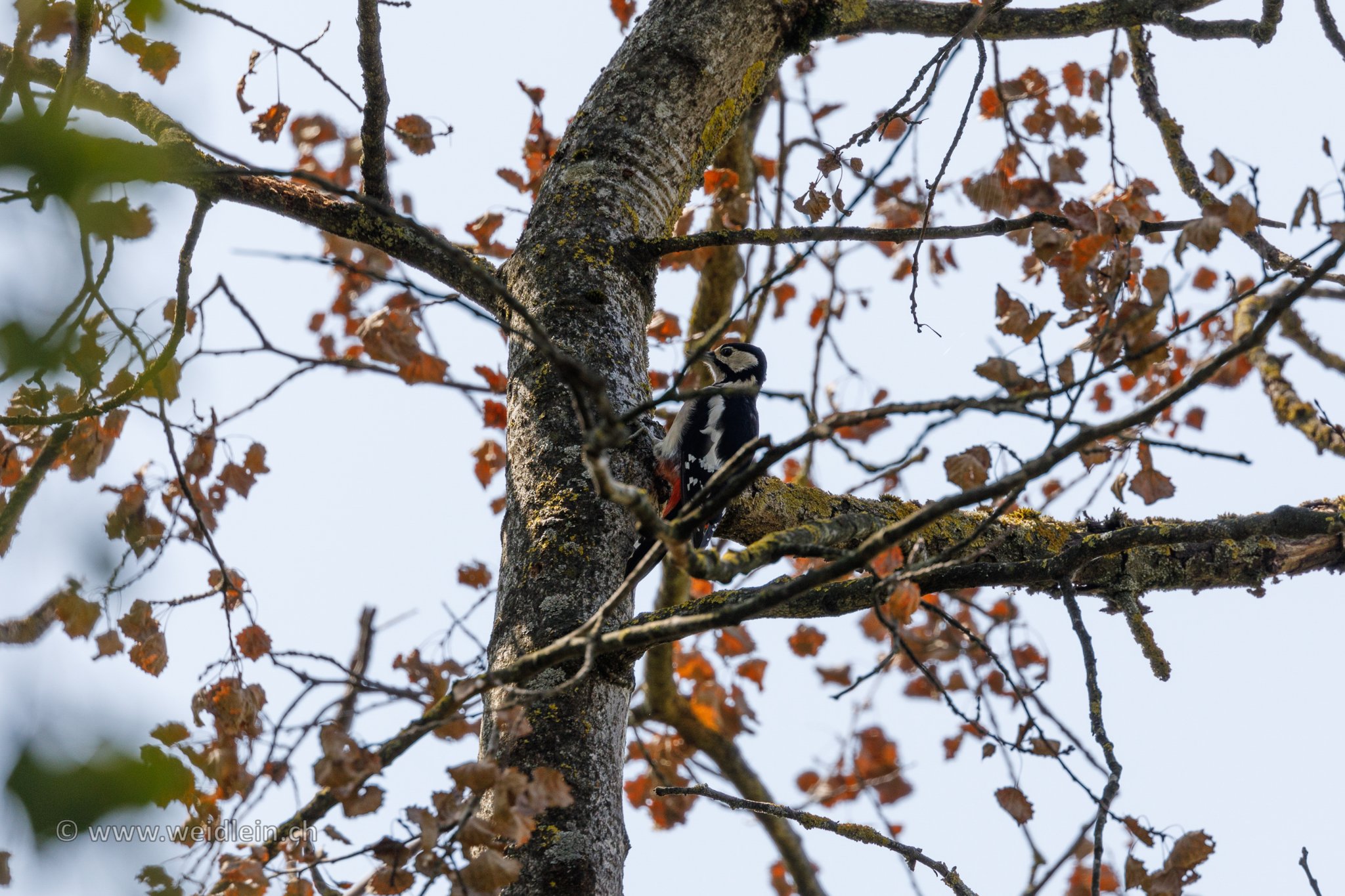 Woodpecker